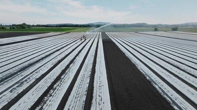 Aerial drone view of plastic mulch crop rows irrigation sprinkler and farmland