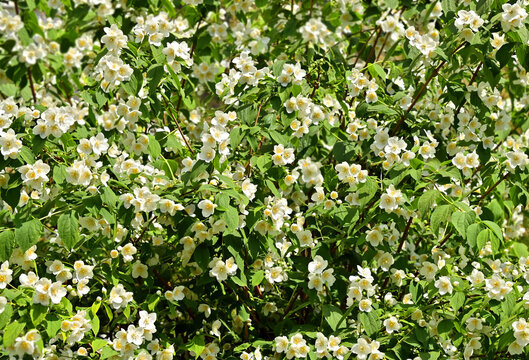 Jasmine blossoming flower