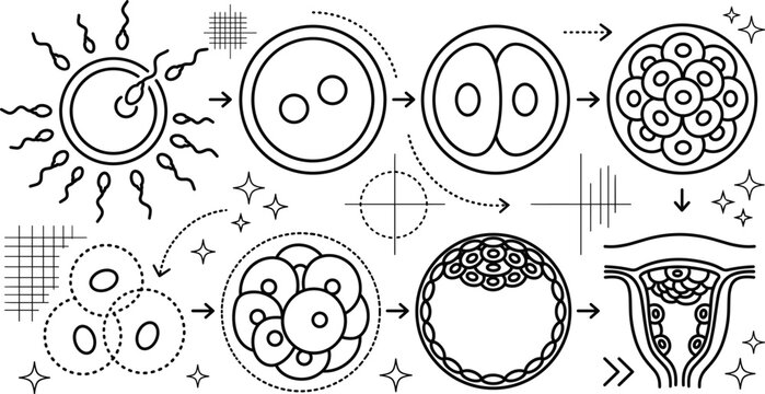 Human fertilization and embryo development stages vector icon set with sperm egg cell division blastocyst uterus implantation elements