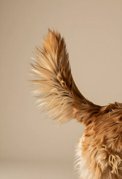 Pet happiness and animal behavior, golden retriever dog tail wagging with excitement and joy in a studio setting with a neutral beige background