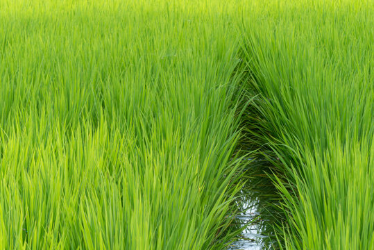 夏の水田の風景　米　田んぼ　滋賀県草津市