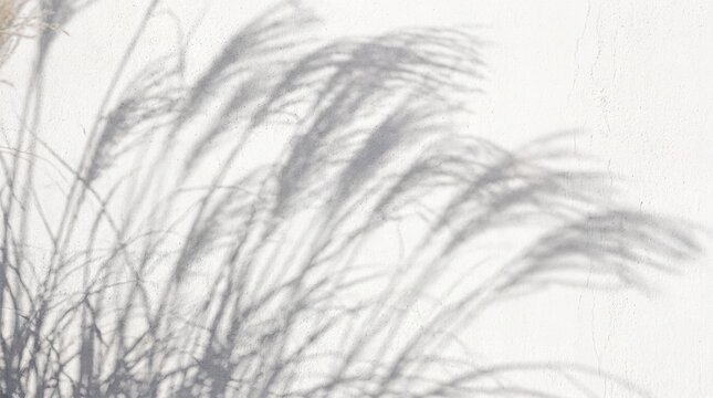 Shadow of Grass on White Wall Background