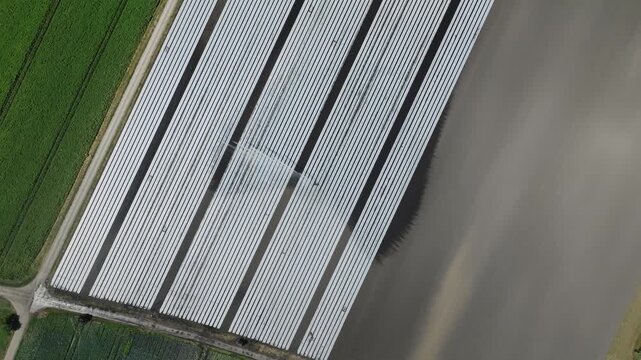 Aerial drone view of plastic mulch crop rows irrigation sprinkler and farmland