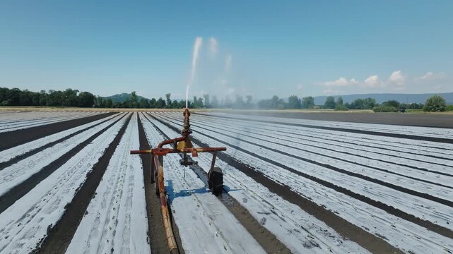Drone shot of sprinkler, plastic mulch crop rows irrigation sprinkler and farmland