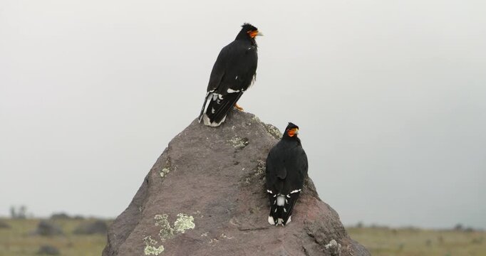 Two Carunculated Caracaras (Phalcoboenus carunculatus) perched on a rock. At high altitude on the bleak paramo, 3,800m in Cotopaxi National Park, Ecuador