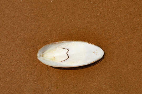 Cuttlebone found along Omaha Beach in the Normandy region of France