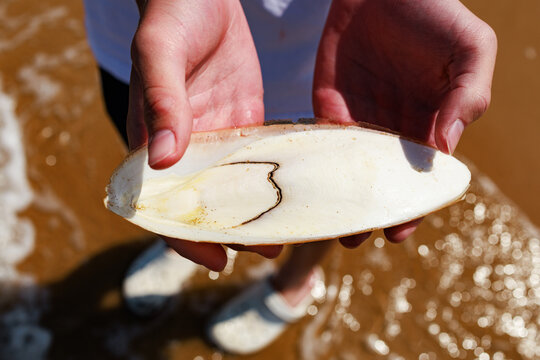 Closeup of a boy's hands holding a cuttlebone found along Omaha Beach in the Normandy region of France