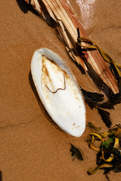 Cuttlebone found along Omaha Beach in the Normandy region of France