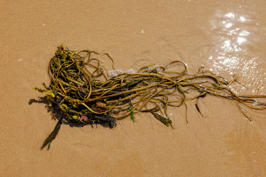 Kelp washed up on Omaha Beach in the Normandy region of France