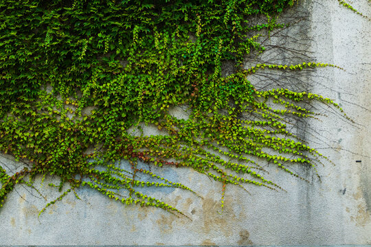 Ivy grows along a wall in the streets of Bayeux in the Normandy region of France