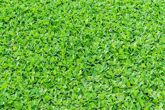 Dense bed of green floating aquatic plants covering the water surface