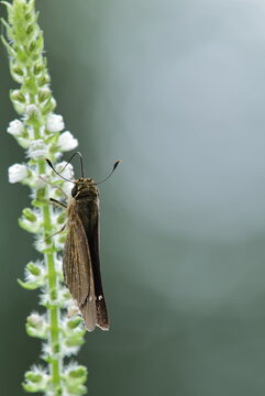 紫蘇の花にとまるセセリチョウ