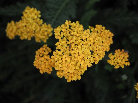 Yellow yarrow flower in a natural garden, portrait of a medicinal plant