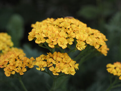 Yellow yarrow flower in a natural garden, portrait of a medicinal plant