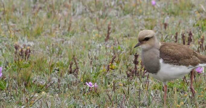 Andean lapwing (Vanellus resplendens) On the high paramo at the foot of Cotopaxi Volcano in the Ecuadorian Andes.