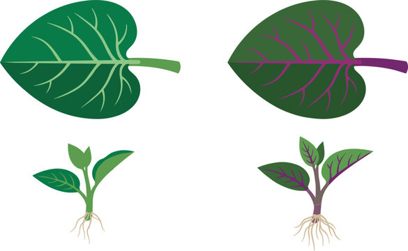 Green and Red Stem Malabar Spinach Leaf and Rooted Seedling Sprout Vector Set Featuring Basella Alba and Rubra Varieties Isolated on White Background
