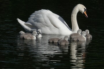 Swan Family Gliding on Calm Water © Trevor