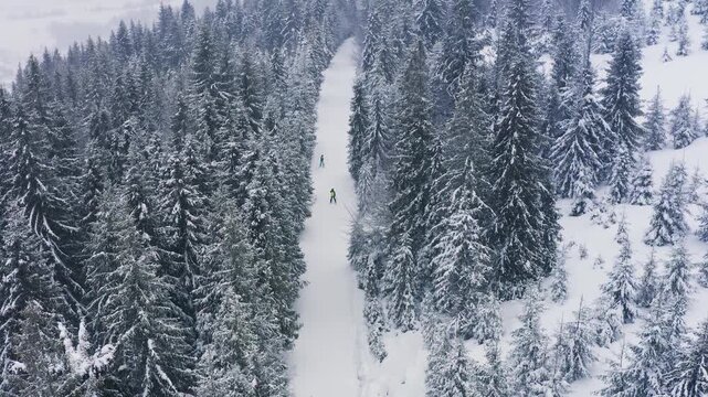 A dense spruce forest sheltering the snow-capped hills of the Carpathian Mountains and daring skiers descending the wide tropics in the forest