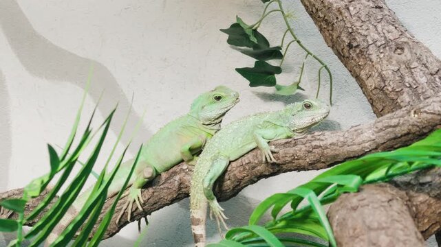 Two Chinese water dragons resting on tree branch