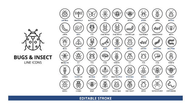Insect Line Icons Set with Editable Stroke. Beetle, Dragonfly, Ant, and Caterpillar Illustrations