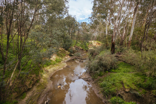 A muddy stream flows through a dense forest of native eucalyptus trees.