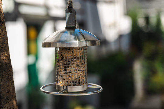 Hanging Metal Bird Feeder Filled with Suet in a Garden