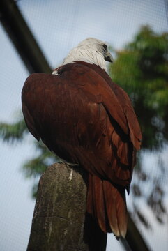 Brahminy Kite (Haliastur indus) or Elang Bondol perched on a wooden post in captivity, looking back.