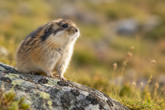 Small brown lemming standing alert on rocky outcrop in grassland