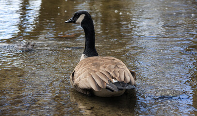 Canada Goose in Shallow Stream with Rippling Water © Claudia