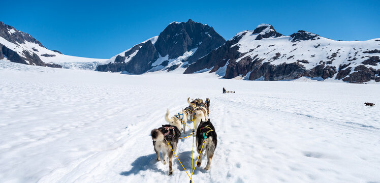 Alaskan Sled Dogs Running on Snowy Mountain Glacier in Juneau, Alaska