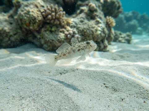 Small goby fish swimming over sandy seabed near coral reef underwater.