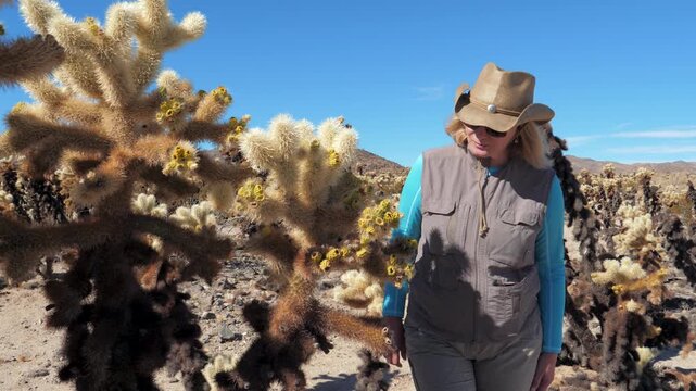 Female hiker wearing cowboy hat and sunglasses admiring teddy bear cholla cactus in dried mojave desert on sunny hot day. Active senior tourist enjoying desert scenery and flora