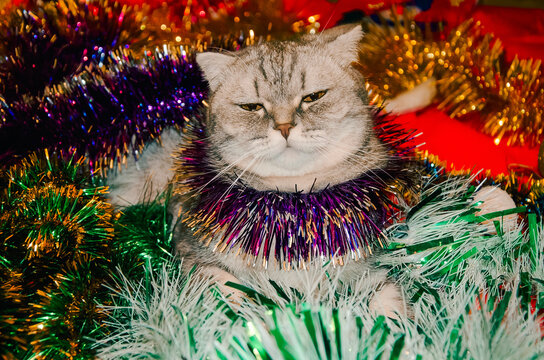Grumpy Scottish Fold cat sitting inside a pile of shiny Christmas tinsel decorations during the winter holidays and looking at the camera with a funny and annoyed expression on its face in a home room