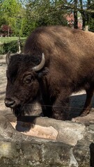Close up profile portrait of powerful european bison standing near stone drinking trough  © Irina