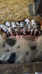 Top view of cute newborn spotted piglets nursing from mother sow in farm barn straw  © Irina