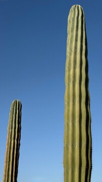 Two high green saguaro cacti stretching into clear blue sky, minimal industrial style nature background
