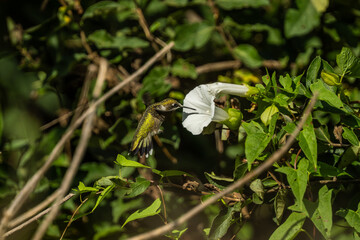 Hummingbird on a Flower © Adam