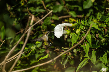 Hummingbird Feeding  © Adam