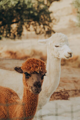 Fototapeta premium Two alpacas pose together on a sunny autumn day at a rehabilitation center in Alentejo, Portugal. They are part of a program focused on nature conservation and research.