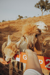 Fototapeta premium Two alpacas come close to a hand offering food at a rehabilitation center in Alentejo. The day is sunny, and the farm is set in a natural valley environment during the autumn season.
