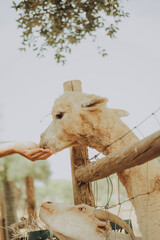 Fototapeta premium An alpaca stands near a fence and gently eats from a person's hand. The location is a farm in Alentejo, Portugal, during a warm autumn day with clear skies.