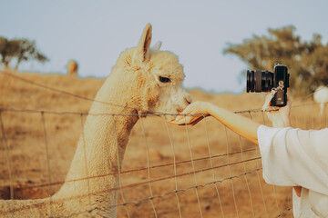Fototapeta premium A person feeds an alpaca at a rehabilitation center in Alentejo, Portugal. It is a sunny autumn day. The scene shows the animal reaching for food through a fence.