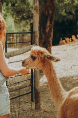 Fototapeta premium A person interacts with an alpaca, offering food, at a rehabilitation center in Alentejo, Portugal. It is a sunny autumn day, and the atmosphere is warm and inviting.