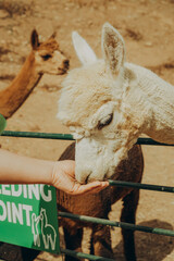 Fototapeta premium Visitors feed alpacas at a rehabilitation center in Grândola, Alentejo, Portugal. The animals enjoy this time with people in the warm sun during the autumn season.