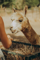 Fototapeta premium Woman feeding an alpaca at a farm in Alentejo, Portugal, on a sunny autumn day while supporting a conservation and rehabilitation project