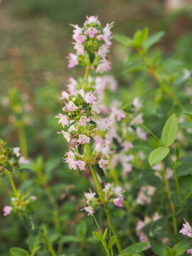 The beautiful flower of sand thyme, a close-up taken along the side of the path