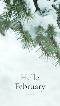 Real green spruce branch with white snow texture on a bright high key banner background with the printed text "Hello February". Pairs with a holiday aesthetic for a social media christmas header.