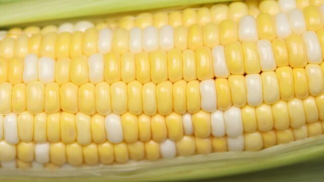 close-up shot of raw yellow sweet corn rotating, showing rows of corn kernels. Top view