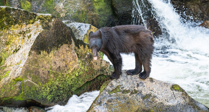Black Bear Sticking Tongue Out on River Rock in Anan, Alaska