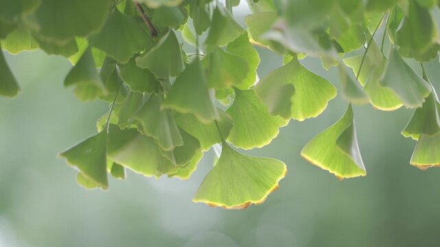 Close-Up of Green Ginkgo Biloba Leaves on Tree Branches
